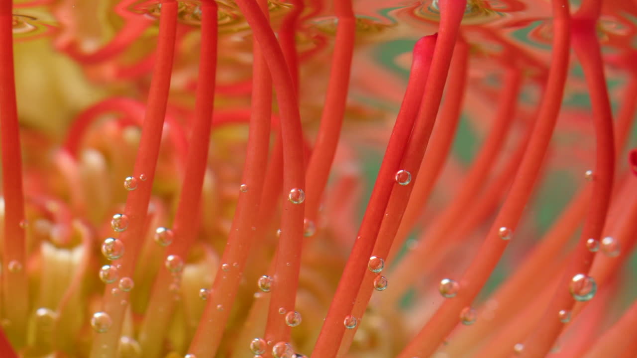 primer plano de una flor de protea almohadilla bajo el agua