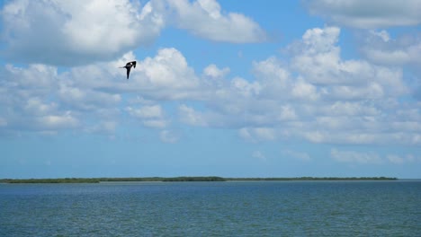toma en cámara lenta de tiro medio, vista panorámica del pájaro volando sobre el mar de baja sur, méxico, cielo azul nublado en el fondo