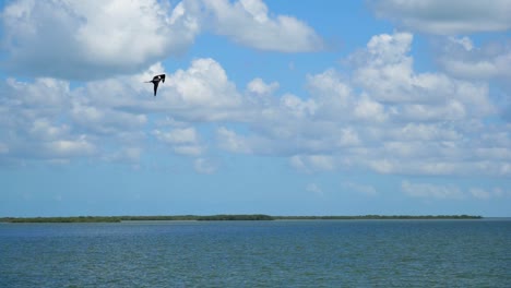 medium shot slow motion shot, scenic view of bird flying above the sea of baja sur, mexico, cloudy blue sky in the background