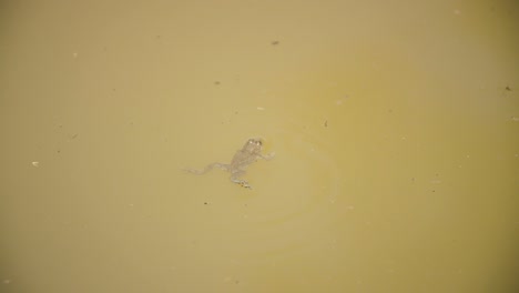 Gelbbauchunke-Schwimmt-In-Einem-Teich.-Wald-Von-Verdun,-Lothringen,-Frankreich.