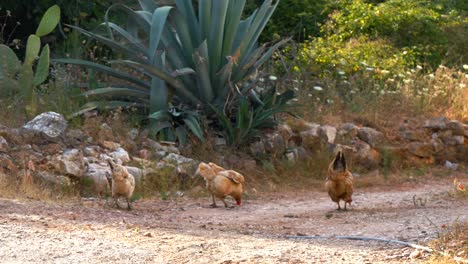 Tres-Pollos-De-Corral-Vagando-Por-Suelo-Albanés