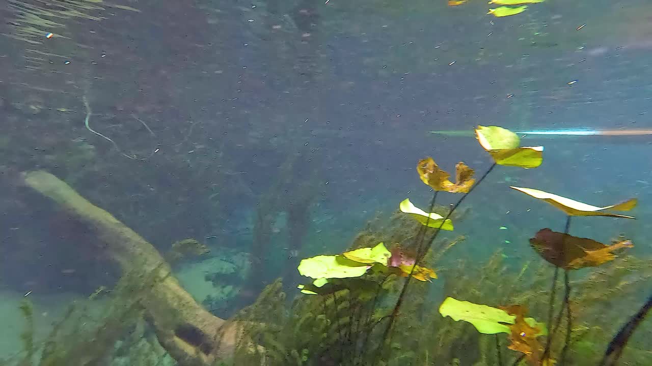 Cena subaquática serena com plantas e peixes