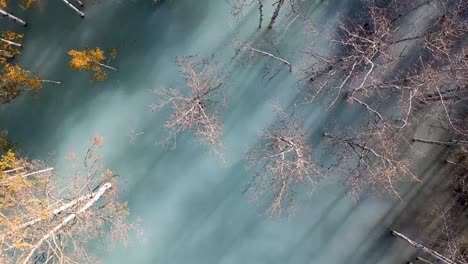 Looking-Down-At-Birch-Trees-In-Water-At-Abraham-Lake-In-Alberta-Canada