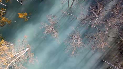 looking down at birch trees in water at abraham lake in alberta canada