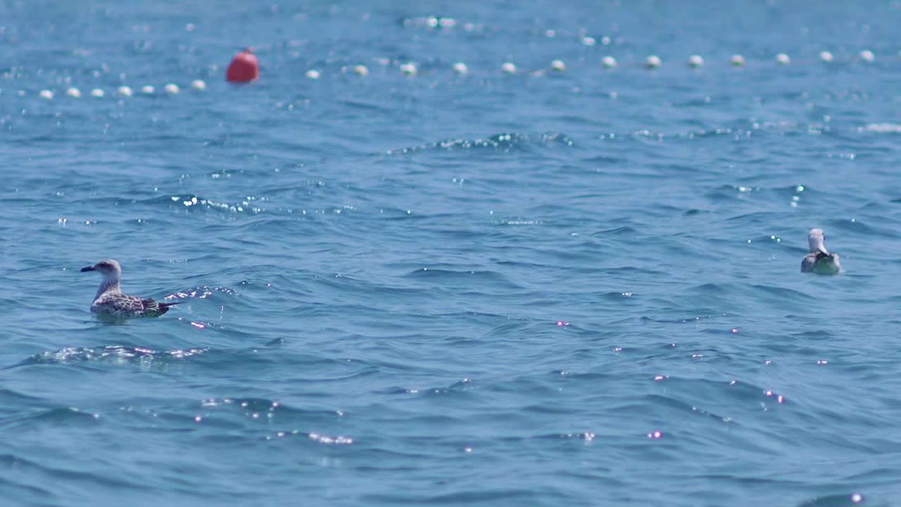 잔잔한 바다의 푸른 바다의 작은 파도에 떠있는 갈매기