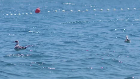 Seagulls-floating-on-the-small-waves-of-the-blue-waters-of-the-calm-sea