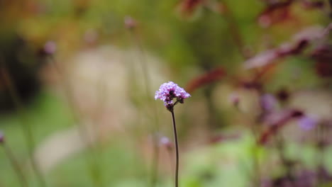 closeup of single stem purpletop vervain flower