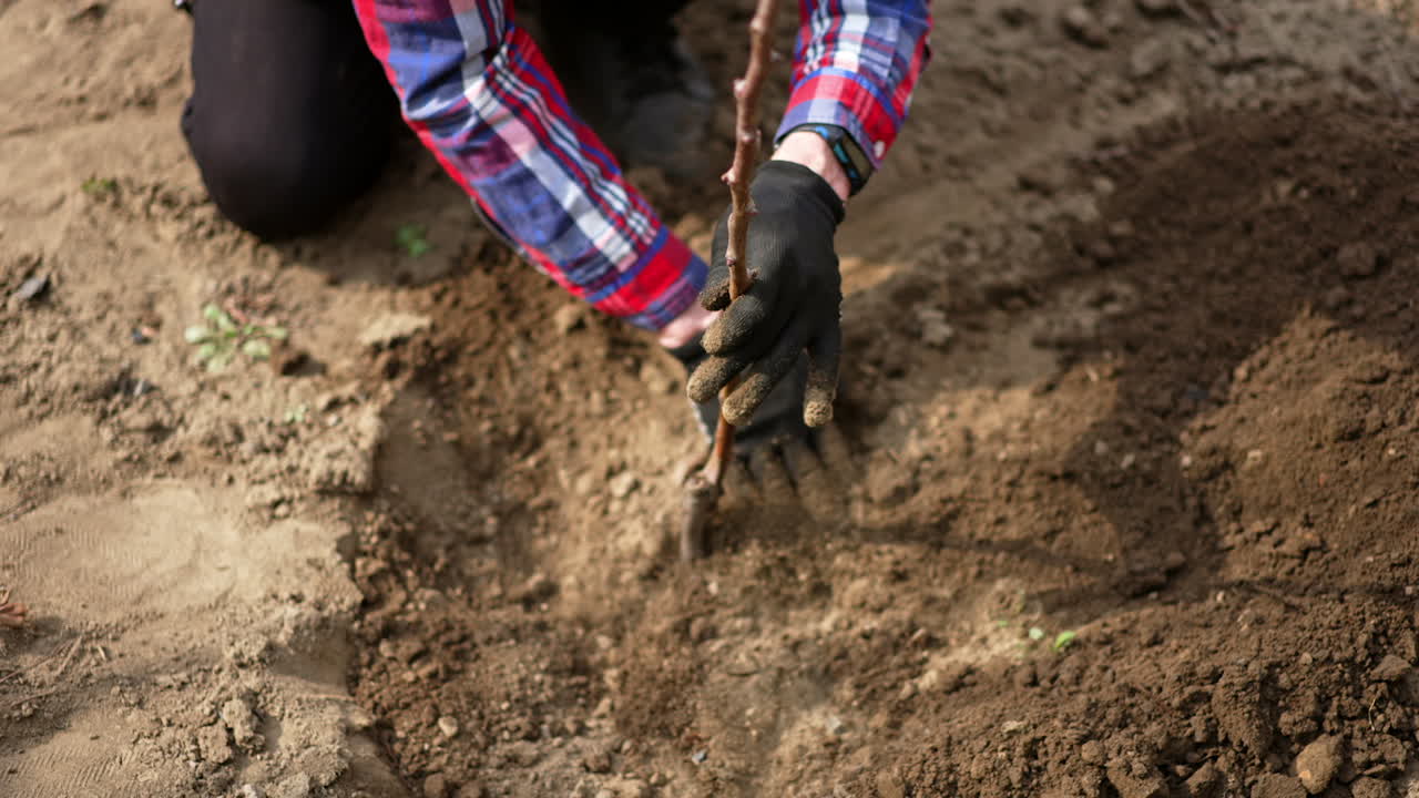 Unrecognized man wearing gloves raking the ground with his hands. Gardener planting a fruit tree.