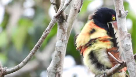 el retrato de aracari con cuello disparado en la naturaleza