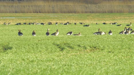 beautiful large flock of greylag goose breeding in the green agricultural field northern europe during migration season, sunny spring day, distant medium shot