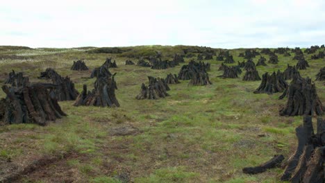 the traditionally stacked scottish peat piles drying in the sun