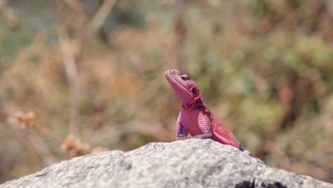 El-Lagarto-Agama-De-Roca-De-Cabeza-Plana-Mwanza,-Originario-De-áfrica,-Y-Más-Conocido-Como-El-Lagarto-&quot