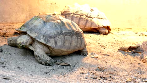 turtle on sand. tortoise resting in nature