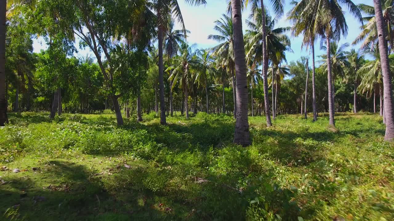 drone volando a través del bosque de cocoteros en gili trawangan, lombok, bali, indonesia