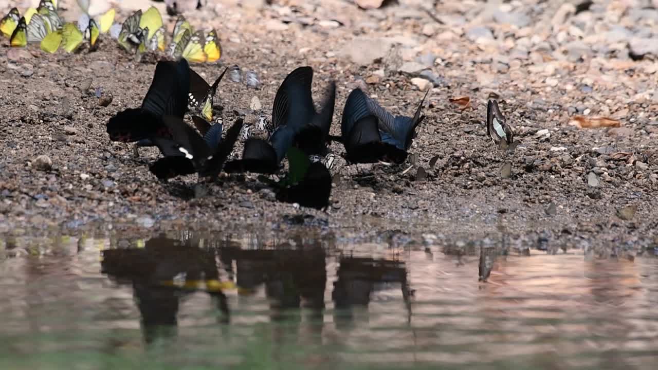 mariposas con alas negras y otras con diferentes colores, lamen minerales en el suelo mientras agitan sus alas reflejadas en el agua