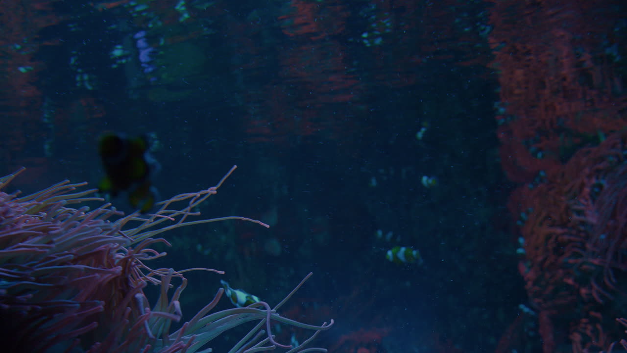 plano general de peces payaso nadando alrededor de anémonas marinas en un tanque de peces de acuario