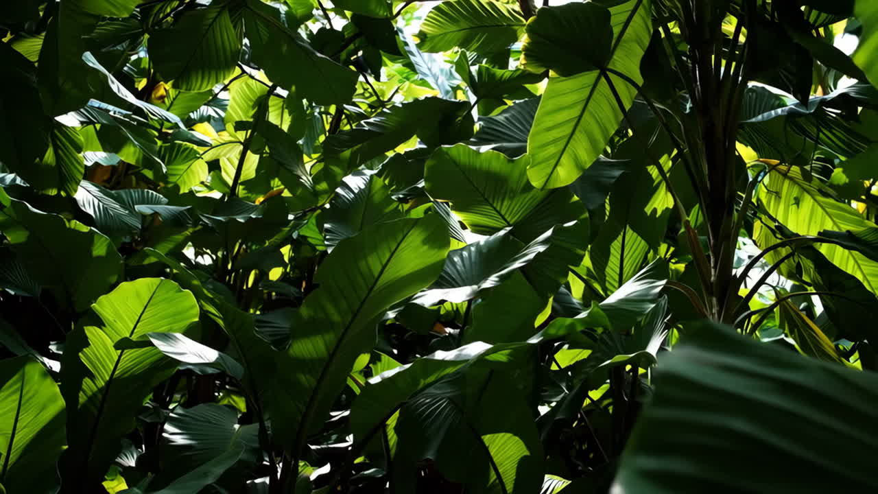 Tropical Plants Foliage