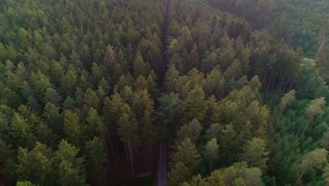 aerial drone forward moving shot over a narrow footpath through the forest with green dense vegetation at daytime