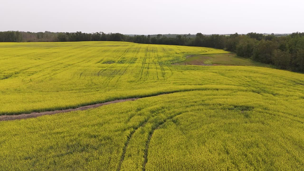 Alberta’s Golden Fields: Stunning Aerial Views of Canola in Full Bloom With River Valley