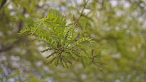 Trees-and-leaves-moving-in-cloudy-weather,-slow-motion