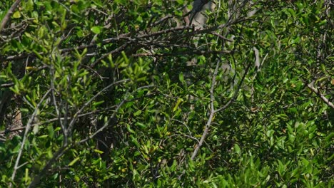 Seen-from-its-back-within-the-mangrove-trees-then-its-flies-away-towards-the-right,-Collared-Kingfisher-Todiramphus-chloris,-Thailand