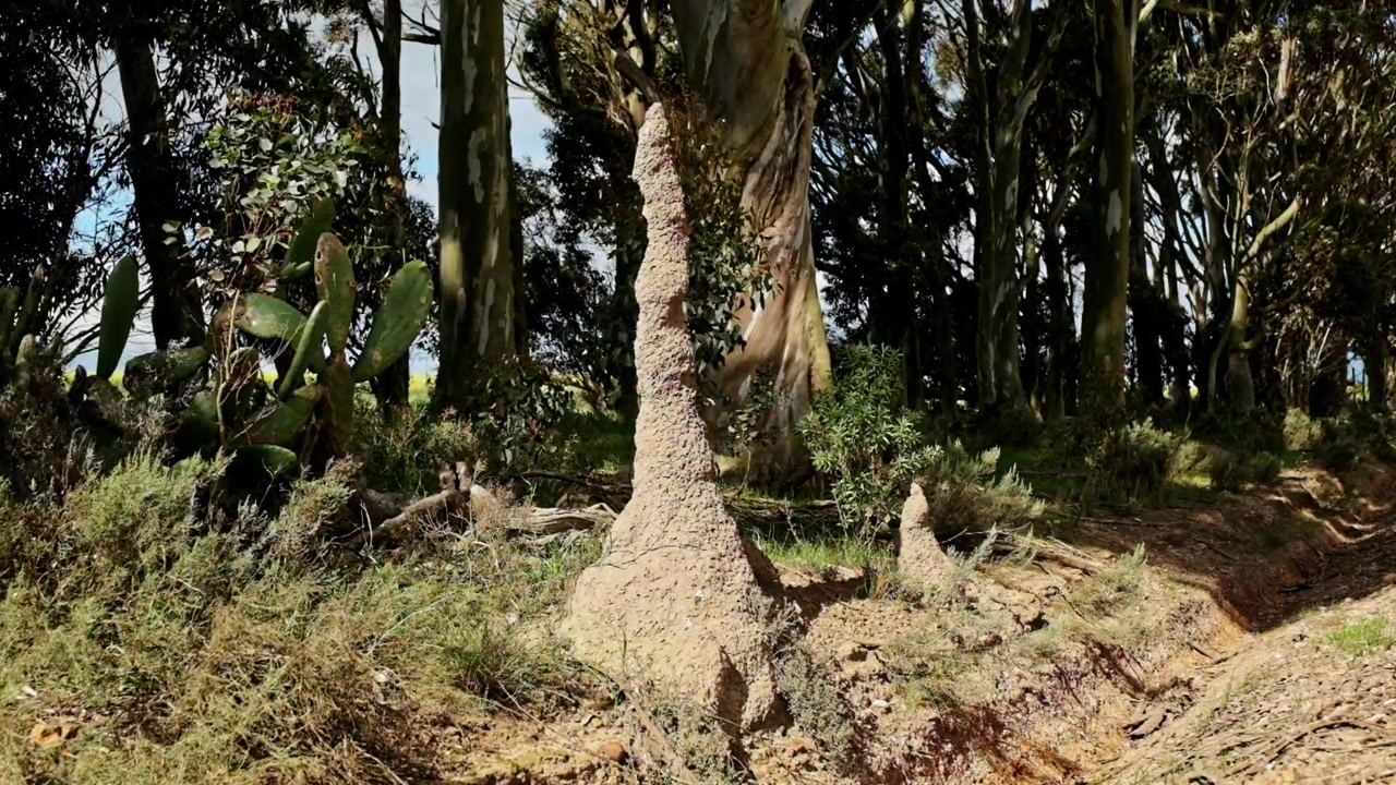 Imponente colonia collinare di sabbia e terra in Sudafrica