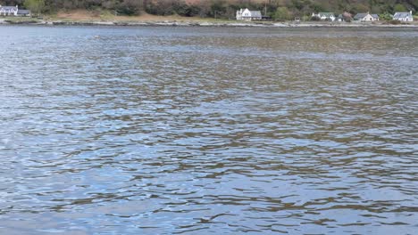 A-pod-of-dolphins-swimming-along-the-coastline-of-Isle-of-Arran-in-Firth-of-Clyde,-Scotland-UK