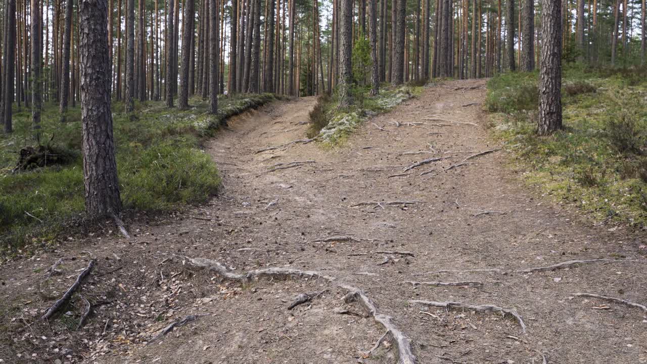 Small forest dirt road with tree roots on surface in pan left view
