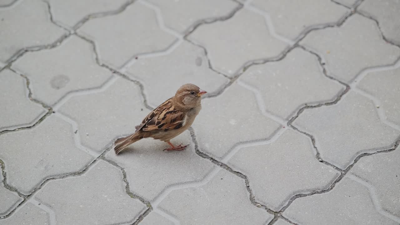 Sparrow stands on urban pavement looking around captured from above in daylight