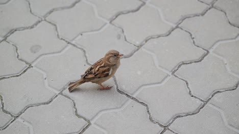 sparrow stands on urban pavement looking around captured from above in daylight