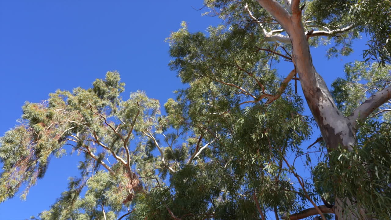 Native Australian tree tops from the ground, Outback NSW