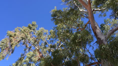 native australian tree tops from the ground, outback nsw
