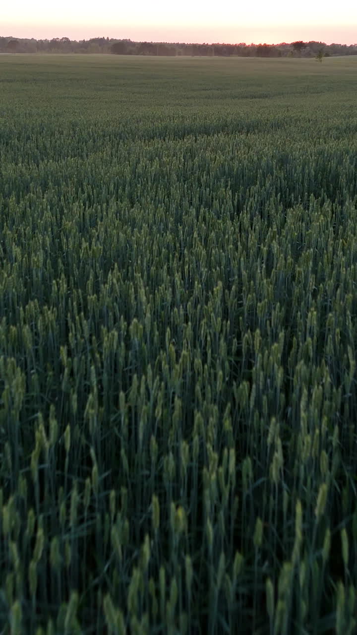 Aerial over green barley crop rows stretching toward distant forest edge in Latvia