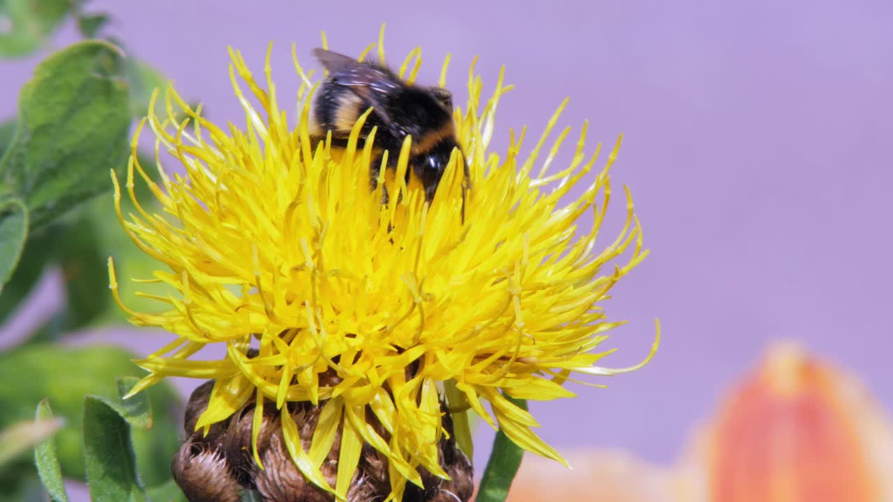 un primer plano macro de un abejorro en una flor amarilla en busca de comida