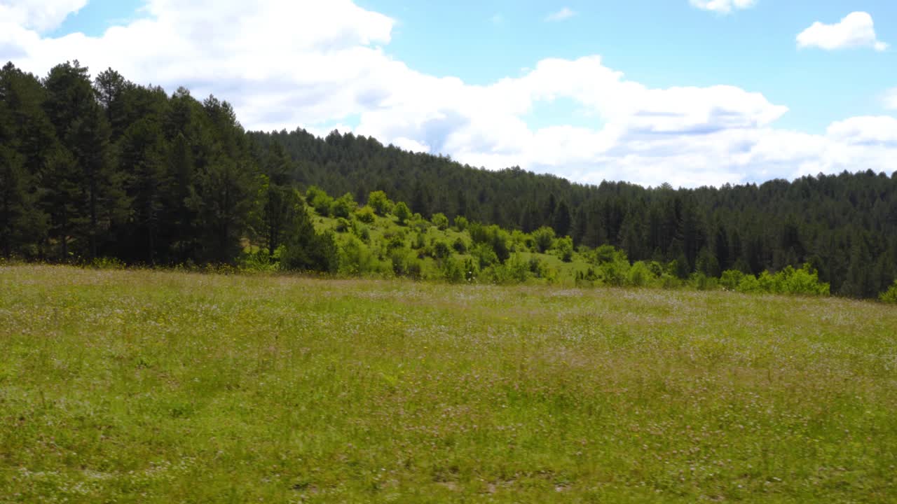 pradera verde y bosque de pinos en las montañas bajo un cielo brillante con nubes blancas en la mañana