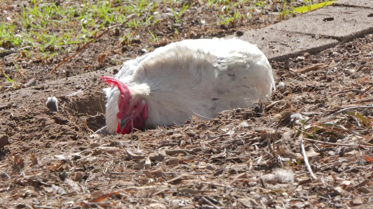 Chicken bathing in dirt ground