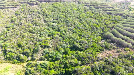 Luftaufnahme-über-Zerklüftete-Landschaft,-Grüne-Bäume,-Trockenes-Land,-Portugal,-4k
