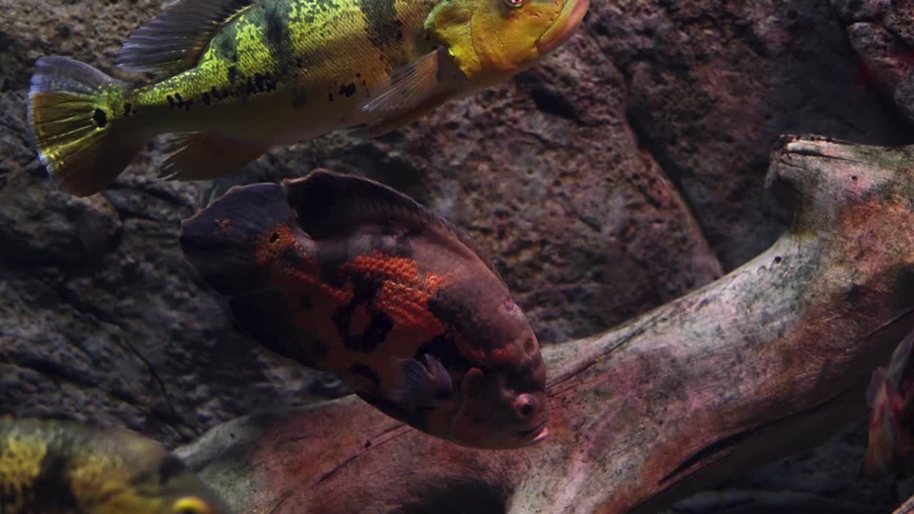 peces coloridos en un acuario