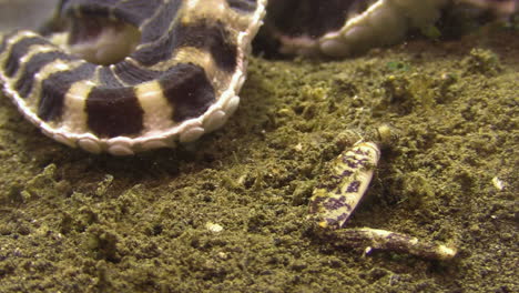 detalle del tentáculo de pulpo mímico junto a la garra de cangrejo separada, un sobrante de una muerte reciente, la garra parece moverse debido a los diminutos cangrejos que descomponen las sobras