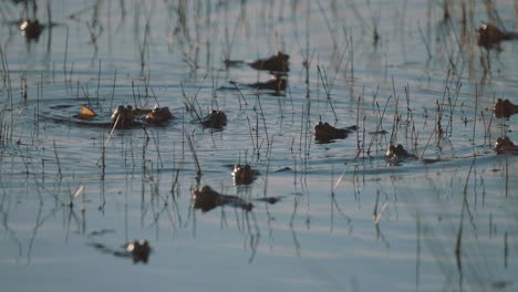 Scenic-view-of-group-of-common-frogs-swimming-in-peaceful-calm-pond,-static,-day