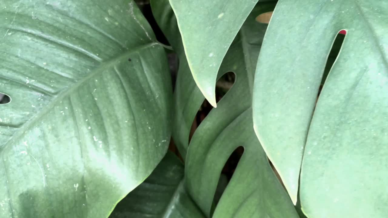 hermosa y fresca monstera en el jardín de una casa