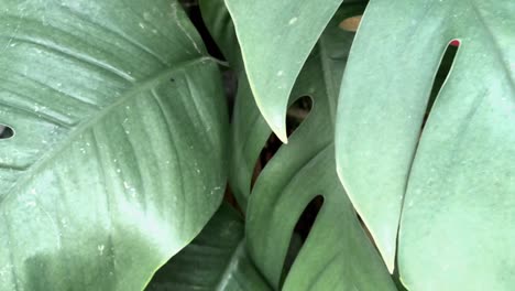 Schöne-Und-Frische-Monstera-Im-Heimischen-Garten