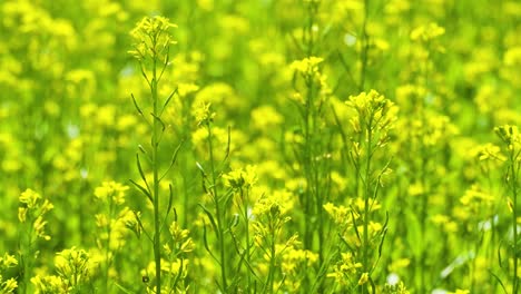 Rural-Scenery-Of-Flowering-Mustard-Fields-At-Springtime-In-Bangladesh,-Asia