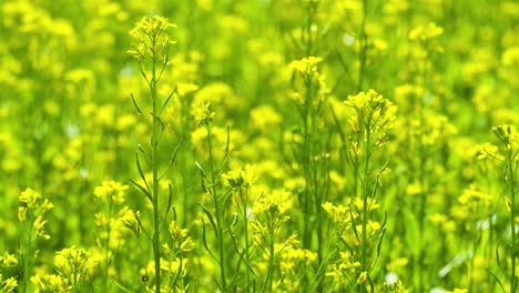 paisaje rural de campos de mostaza en flor en primavera en bangladesh, asia