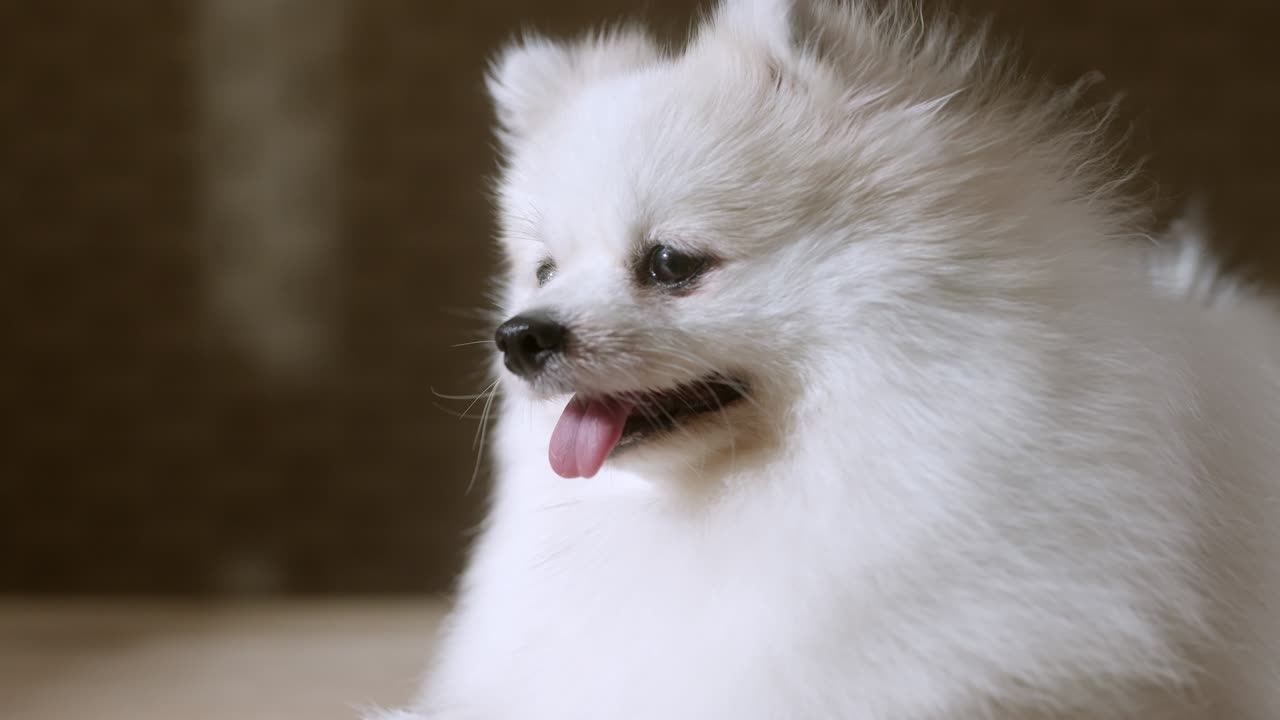 portrait of white color pomeranian lap dog animal sitting casual relax dark background