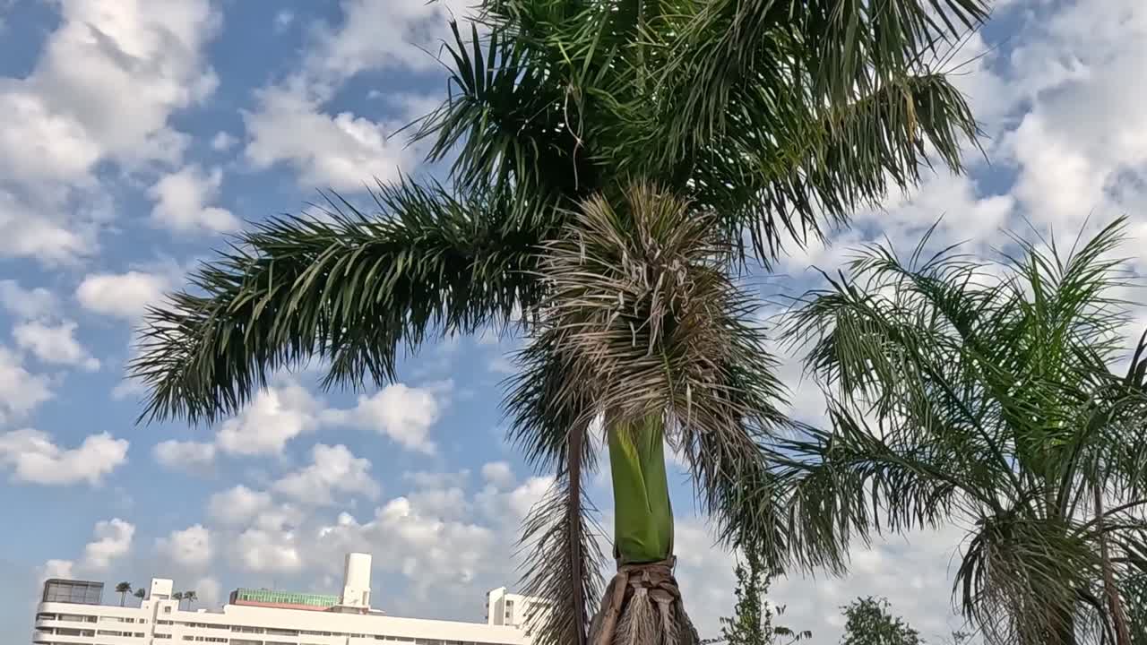 A palm tree sways gently with clouds and a building in the background.