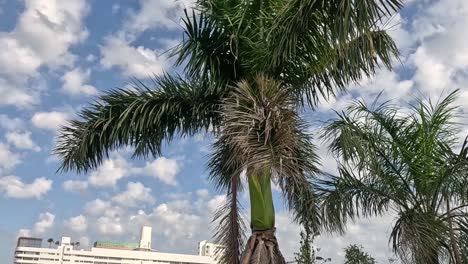 a palm tree sways gently with clouds and a building in the background.