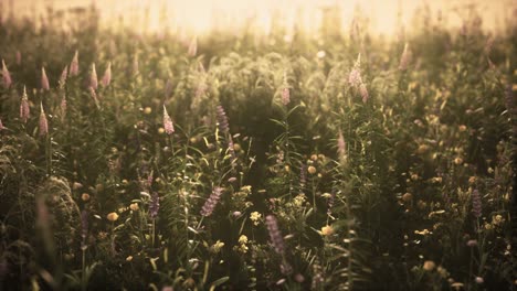 Flores-De-Campo-Silvestre-Al-Atardecer-De-Verano