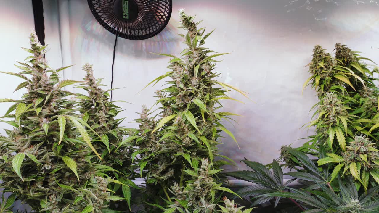 꽃이 피는 단계에서 자라는 텐트에서 자라는 대마초 식물의 슬로우 모션 샷