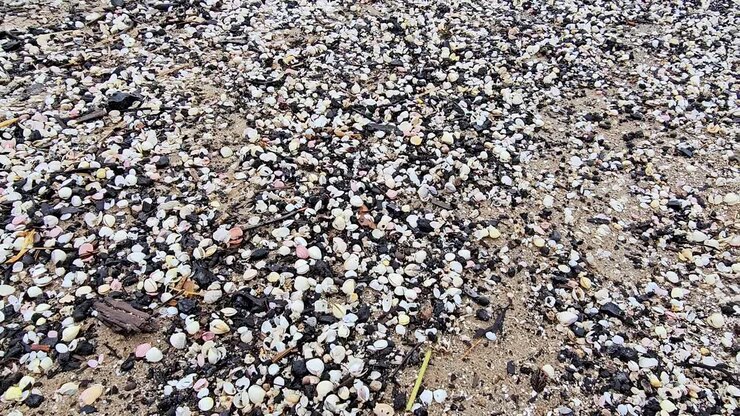 Una spiaggia coperta di conchiglie bianche e nere